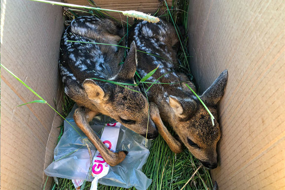 KiKA berichtet über "Save the Kitz"